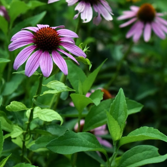 Meet your Posher, Daniel - Picture 1 of 1